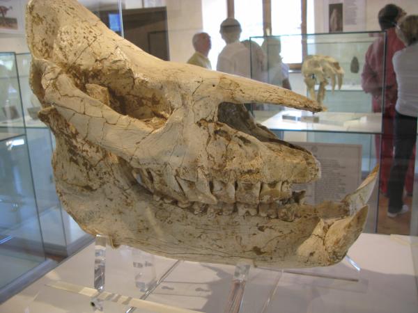 Raduno_Fiera_di_Primiero_06092009_104.jpg