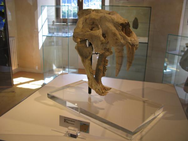 Raduno_Fiera_di_Primiero_06092009_106.jpg