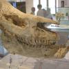 Raduno_Fiera_di_Primiero_06092009_104.jpg