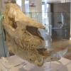 Raduno_Fiera_di_Primiero_06092009_105.jpg