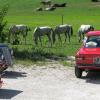 Raduno_Fiera_di_Primiero_06092009_121.jpg